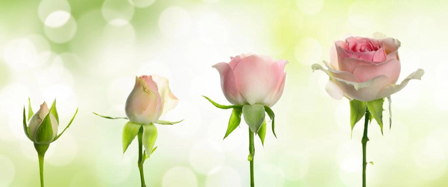 Stadien einer rosa blühenden Rosenblüte